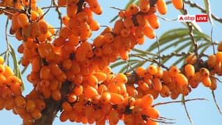 Sea Buckthorn: 'सी बकथॉर्न' छोटा फल लेकिन बड़े फायदे, जानिए इसके स्वास्थ्य लाभ