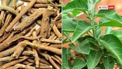 इम्यूनिटी बढ़ाएं और शरीर को करें अंदर से रिचार्ज, ये आयुर्वेदिक जड़ी-बूटियां आएंगी आपके काम