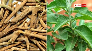 इम्यूनिटी बढ़ाएं और शरीर को करें अंदर से रिचार्ज, ये आयुर्वेदिक जड़ी-बूटियां आएंगी आपके काम