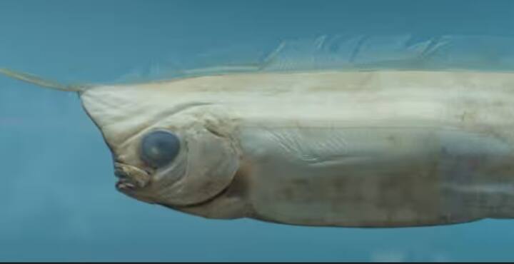 ਜਾਪਾਨੀ ਪਰੰਪਰਾ ਵਿੱਚ, ਓਰਫਿਸ਼ ਨੂੰ