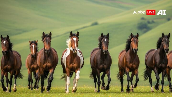 घर में उत्तर दिशा में सात घोड़े की दौड़ते हुए तस्वीर लगाना सही माना जाता है. इस तस्वीर को लगाने से घर में नकारात्मक ऊर्जा संचार नहीं करती है.