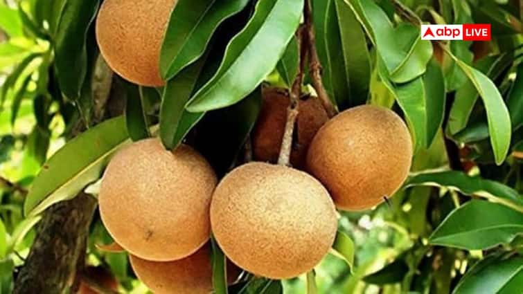 Chikoo Benefits: सेहत का मीठा राज, चीकू से हड्डियों को बनाएं मजबूत और कमजोरी को कहें अलविदा