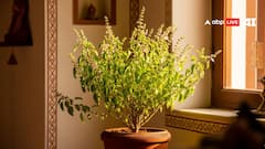 Vastu Tips: वास्तु दोष से मुक्ति: 7 अचूक उपाय, घर में सुख-समृद्धि लाएं! तुरंत अपनाएं ये सरल तरीके