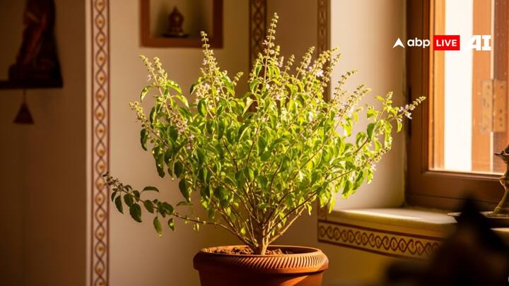 कभी भी घर में तुलसी का पौधा दक्षिण दिशा में नहीं रखना चाहिए. ऐसा करने से संतान को कष्ट हो सकता है.