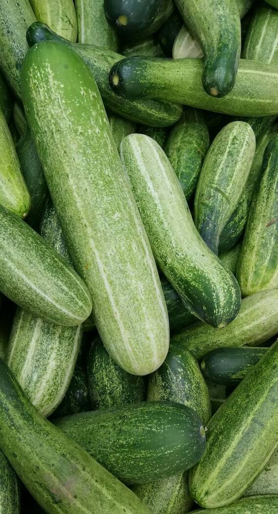 कड़वा क्यों होता है खीरा?