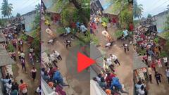 VIDEO : बेंदूर सणावेळी सजवलेल्या बैलाची दोरी सुटली, उधळलेल्या बैलाने पळता भुई थोडी केली