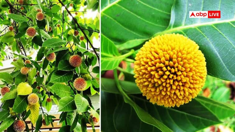 Medicinal benefits of kadamba fruit in ayurveda diabetes remedy कदंब के फल में छिपे हैं औषधीय गुण, खून की कमी और डायबिटीज जैसी बीमारियों में करता है इलाज