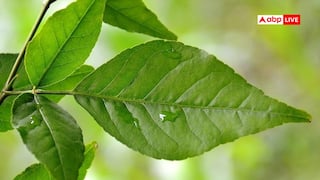 दिल, शुगर और कैंसर तक में असरदार है बेल का पत्ता, नई रिसर्च में सामने आए चौंकाने वाले फायदे