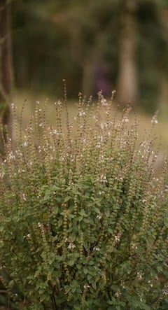 చికిత్స లేని చాలా రోగాలకు ఈ ఆకు దివ్యఔషధం!