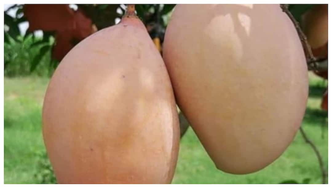 AP bans Totapuri mango import from other states why Totapuri mango Bans: మూడు రాష్ట్రాల మధ్య చిచ్చు పెడుతున్న 