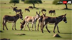 पाकिस्तान के गधों की चीन में क्यों है इतनी डिमांड? इस चीज के लिए करता है इस्तेमाल