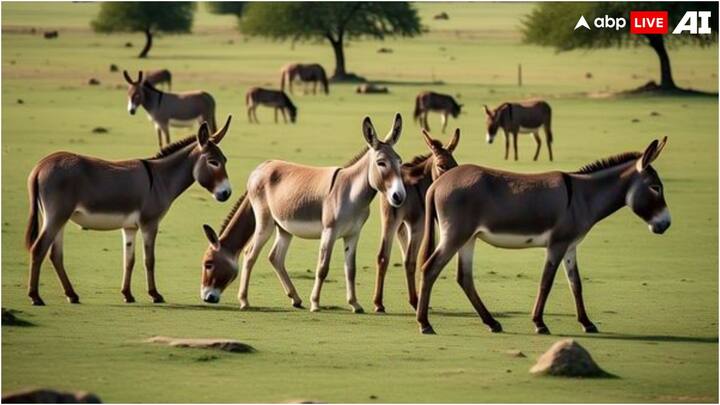 पाकिस्तान में 2-3 साल पहले जिन गधों की कीमत 20 हजार रुपये तक थी, अब उनकी कीमत बढ़कर 3 लाख तक पहुंच चुकी है. पाकिस्तान में ऐसा सिर्फ एक जगह नहीं है, बल्कि लगभग हर जगह पाकिस्तानी गधों की कीमत में उछाल देखा गया है.