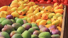 Battle Of 'Totapuri' Mangoes: Andhra, Karnataka In Bitter Fight Over Fruits' Profits