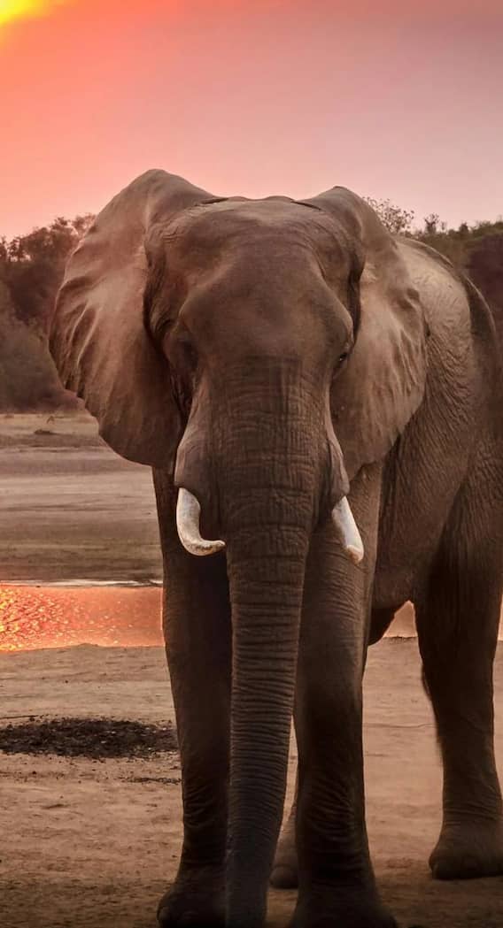 कितनी होती है एक हाथी की उम्र?