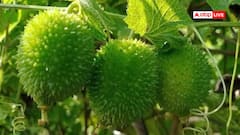 Benefits of Kakora: करेले जैसा गुण, लेकिन मीठे स्वाद के संग, ककोड़ा खाओ-सेहत पाओ