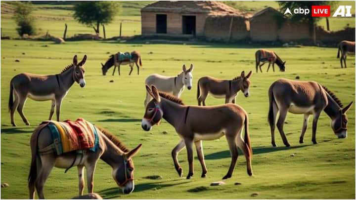 खास बात यह है कि गधों का काटने से लेकर खाल उतारने का ज्यादातर काम पाकिस्तान में ही होता है. यहां के बलूचिस्तान में इसको लेकर एक बड़ा बूचड़ खाना भी खोला गया है.