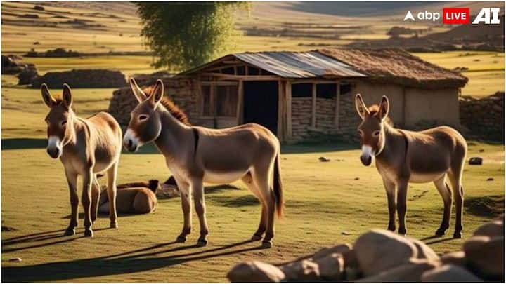 चीन में पाकिस्तानी गधों की डिमांड बढ़ने का सबसे बड़ा कारण यहां की ईझियाओ इंडस्ट्री है. ईझियाओ एक ऐसा जिलेटिन है,जिसका उपयोग पारंपरिक चीनी चिकित्सा में किया जाता है. 4