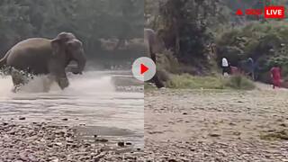 सेल्फी ले रहे थे घूमने गए लोग, अचानक दौड़ाने लगा हाथी- खौफनाक वीडियो वायरल