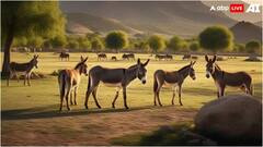 पाकिस्तान के गधों की चीन में क्यों है इतनी डिमांड? इस चीज के लिए करता है इस्तेमाल