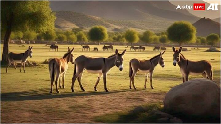 भारत में तो आमतौर पर गधों का इस्तेमाल माल ढुलाई में ही होता है. ईंट भट्टों से लेकर कपड़ों की सफाई वाले घाटों पर भी बड़ी संख्या में इनका उपयोग किया जाता है, लेकिन क्या आपको पता है कि पाकिस्तानी गधों की डिमांड अचानक से बढ़ गई है.