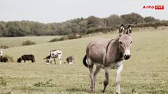 दूसरे देशों में गधे बेचकर कितने रुपये कमाता है पाकिस्तान? रकम जानकर उड़ जाएंगे होश