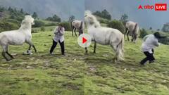 रील बनाने के लिए घास में डांस कर रही थी लड़की, तभी घोड़े ने मार दी जोरदार लात- वीडियो वायरल