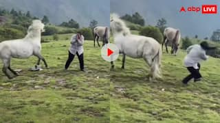 रील बनाने के लिए घास में डांस कर रही थी लड़की, तभी घोड़े ने मार दी जोरदार लात- वीडियो वायरल