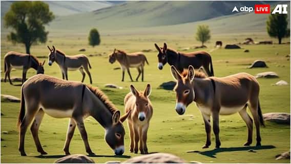 पाकिस्तान के गधों की चीन में क्यों है इतनी डिमांड? इस चीज के लिए करता है इस्तेमाल पाकिस्तान के गधों की चीन में क्यों है इतनी डिमांड? इस चीज के लिए करता है इस्तेमाल