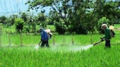 ਪੰਜਾਬ ਸਰਕਾਰ ਨੇ ਇਨ੍ਹਾਂ 11 ਕੀਟਨਾਸ਼ਕਾਂ 'ਤੇ ਲਗਾਈ ਪਾਬੰਦੀ, ਕਿਸਾਨਾਂ ਨੂੰ ਖਾਸ ਅਪੀਲ; ਇੱਥੇ ਵੇਖੋ ਲਿਸਟ