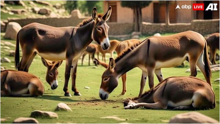 पाकिस्तान में गधों की कीमत में अचानक आए उछाल के पीछे चीन है. दरअसल, चीन में पाकिस्तानी गधों की डिमांड अचानक से बढ़ गई है, ऐसे में इसके दाम तो बढ़ने तय हैं.