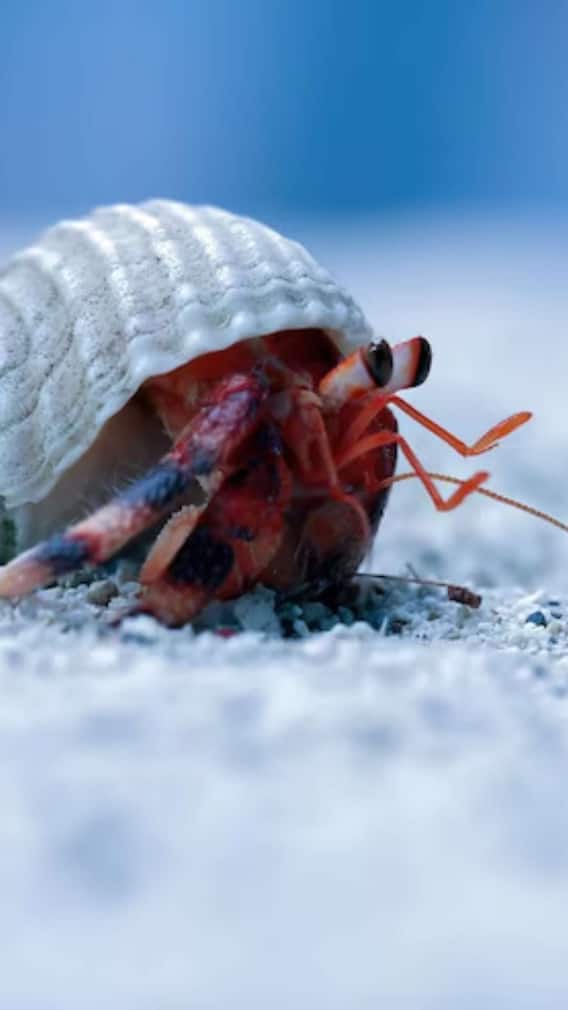 खटमल को भगाने का ये है रामबाण इलाज