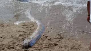 Natural Disasters: ਭਾਰਤ 'ਚ ਤਬਾਹੀ ਦਾ ਸੰਕੇਤ ਇਹ ਜੀਵ? ਜਾਣੋ ਕਿਉਂ ਵਧਿਆ ਕੁਦਰਤੀ ਆਫ਼ਤ ਦਾ ਡਰ...