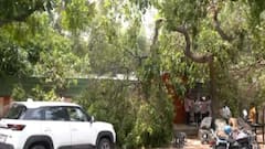 Two Men, One Street Dog Die Of Electrocution After Tree Falls In Delhi's RK Puram Amid Heavy Rain
