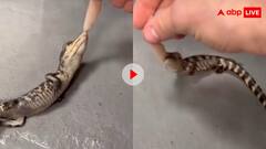 पूत के लक्षण पालने में! बेबी मगरमच्छ ने किया खतरनाक डेथ रोल; देखने वालों की थम गई सांसे