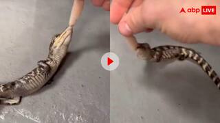 पूत के लक्षण पालने में! बेबी मगरमच्छ ने किया खतरनाक डेथ रोल; देखने वालों की थम गई सांसे