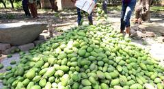 अब दुबई की मंडियों में भी महकेंगे मलिहाबाद के दशहरी आम, यूपी से पहली बार सीधा निर्यात शुरू