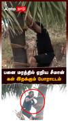 பனை மரத்தில் ஏறிய சீமான் கள் இறக்கும் போராட்டம் : Seeman NTK
