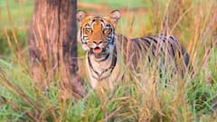 उत्तर प्रदेश: वन्य जीवों के संरक्षण को लेकर सरकार गंभीर, वार्षिक वन्य जीव गणना पूरी, जल्द जारी होगी रिपोर्ट