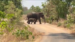 বাঁকুড়ার গঙ্গাজলঘাটি ব্লকের শ্রীচন্দ্রপুর গ্রামে হাতির হানায় ভাঙল বাড়ি ও দোকান