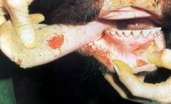 FMD Disease: ਪਸ਼ੂਆਂ 'ਚ ਘਾਤਕ ਬਿਮਾਰੀ ਨਾਲ ਹਰ ਸਾਲ 24 ਹਜ਼ਾਰ ਕਰੋੜ ਦਾ ਨੁਕਸਾਨ, ਹੁਣ ਸਰਕਾਰ ਦਾ ਵੱਡਾ ਐਕਸ਼ਨ