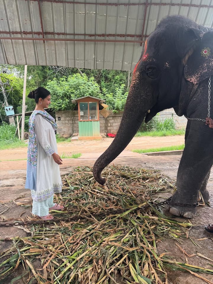 The actress has shared many beautiful pictures from the ashram on social media, in which she is seen riding and caressing the cow.