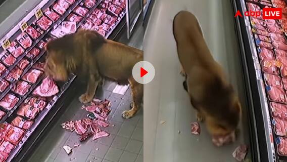 जब शॉपिंग पर निकला शेर! सुपर मार्केट में घुस मीट के पैकेट पर डाला डाका, स्टोर में मची अफरा तफरी, वीडियो वायरल
