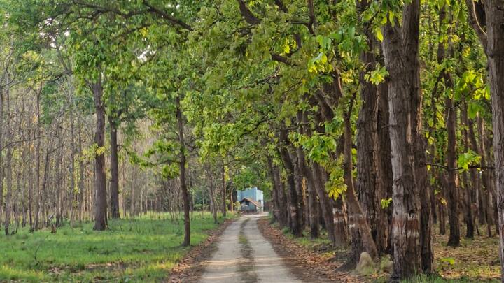 2014 में घोषित हुए टाइगर रिजर्व में हर वर्ष देश विदेश से यहां पर्यटक भारी संख्या में पहुंच कर नदियों-नहरों के बीच स्थित तराई के जंगल मे सफारी का लुत्फ उठाकर बाघों के दीदार करते हैं.