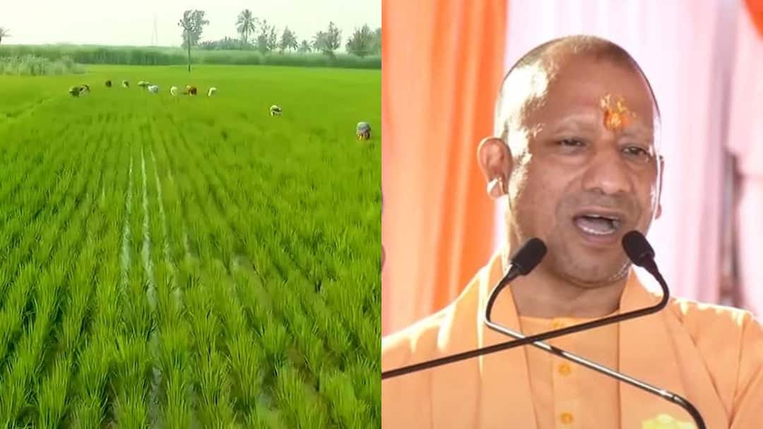 एमएसपी पर पहली बार रबी मक्का की खरीद शुरू, किसानों को मिलेगा 2225 रुपये प्रति कुंतल का भाव Uttar pradesh Yogi Adityanath government started buying rabi maize crop first time on MSP ann एमएसपी पर पहली बार रबी मक्का की खरीद शुरू, किसानों को मिलेगा 2225 रुपये प्रति कुंतल का भाव