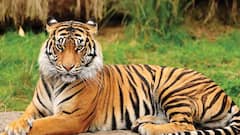 UP: पीलीभीत टाइगर रिजर्व 6 महीने के लिए बंद, देश-विदेश से पहुंचे लाखों सैलानी, देखें- खूबसूरत तस्वीरें