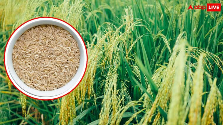 The price of Basmati rice may decrease amid the Iran-Israel war understand here how this will happen ईरान-इजरायल जंग के बीच घट सकती है बासमती चावल की कीमत, यहां समझिए ये कैसे होगा?