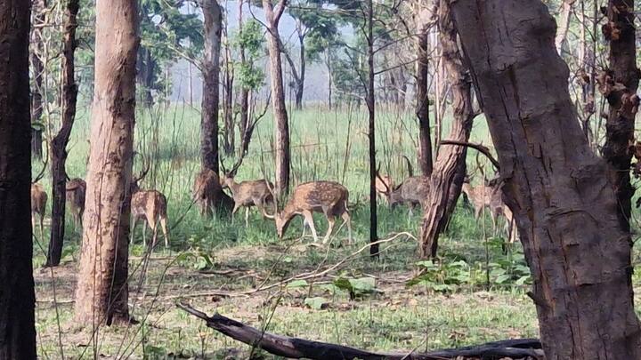 यहां आने वाले पर्यटकों को मृग नयनी और मयूर विहार जैसी स्पॉट पर हिरणों की अलग-अलग प्रजातियों को भी देखने को मौका मिलता है. इस सत्र में कुल 56 हजार 741 पर्यटकों ने टाइगर रिजर्व में सफारी कर प्राकृतिक सौंदर्य का आनंद लिया.