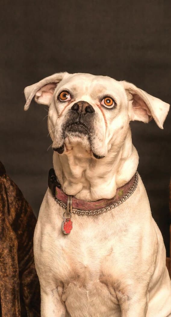 ये हैं 10 बेस्ट गार्ड डॉग ब्रीड्स, जो बेहद भरोसेमंद