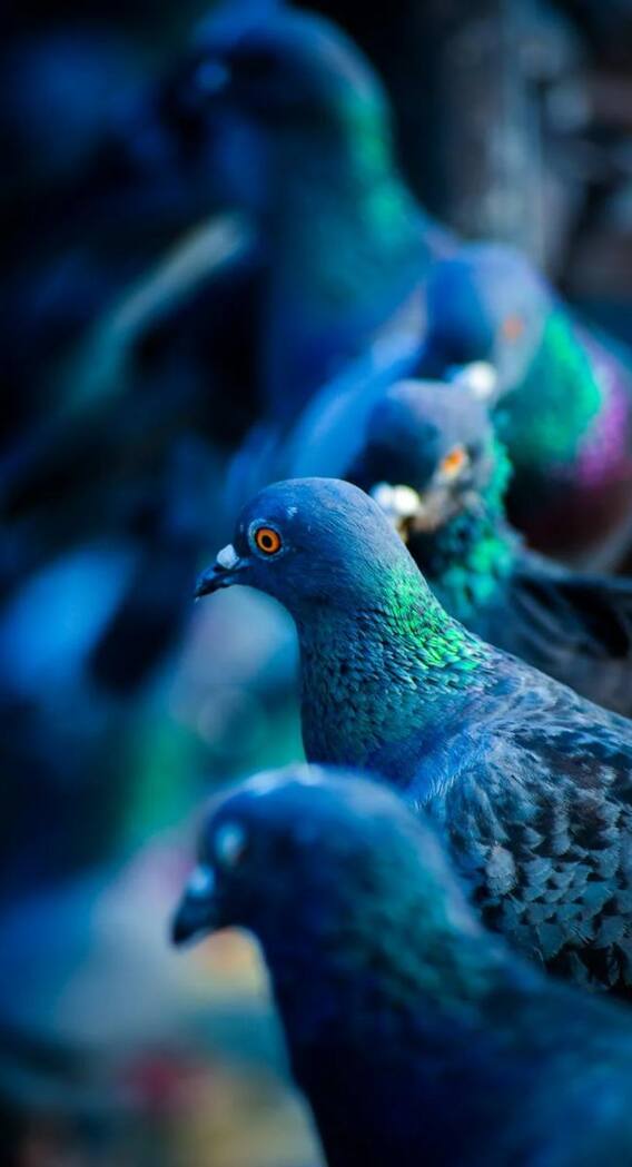 कबूतर की कितनी होती है अधिकतम उम्र?