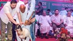 पटना में मंच पर भेड़ को घुमाते दिखे तेजस्वी यादव, फिर लेकर गए राबड़ी आवास, देखने वाले रह गए हैरान